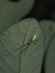 Tetragnatha squamata