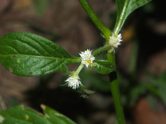 Alternanthera sessilis