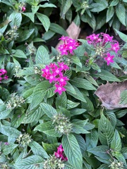 Pentas lanceolata