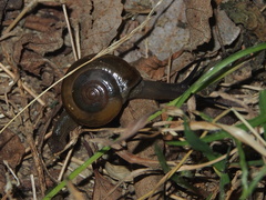 Macrochlamys nitidissima