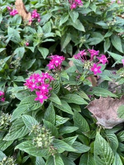 Pentas lanceolata