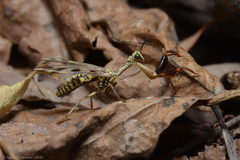 Paramantispa decorata