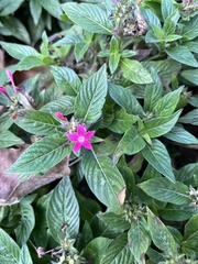 Pentas lanceolata