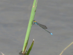 Pseudagrion aureofrons