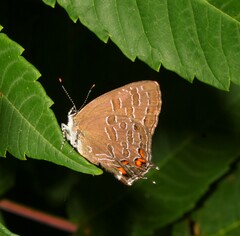 Satyrium liparops