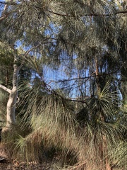 Casuarinaceae