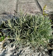 Helichrysum italicum
