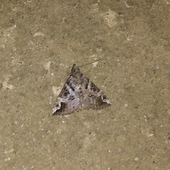 Hypena laceratalis