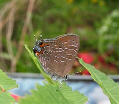 Satyrium liparops