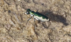 Eunota circumpicta