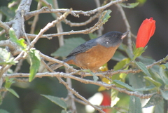 Diglossa baritula