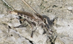 Triorla interrupta