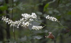 Actaea podocarpa