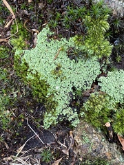 Cladonia ochrochlora