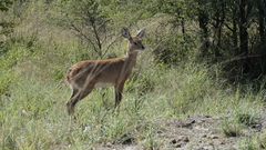 Raphicerus campestris
