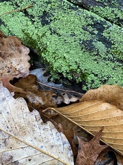 Cladonia ochrochlora