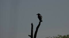 Corvus capensis
