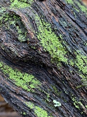 Cladonia ochrochlora