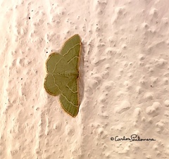 Chlorochlamys chloroleucaria