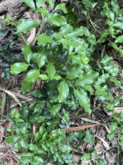 Toechima tenax