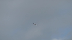 Nannopterum brasilianum