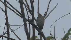 Passerina cyanea