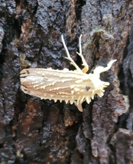 Akanthomyces aculeatus