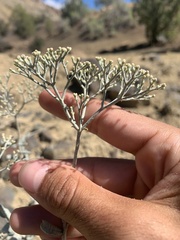 Eriogonum corymbosum