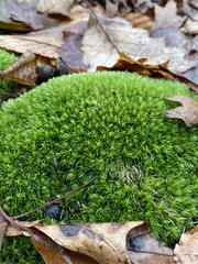 Leucobryum glaucum