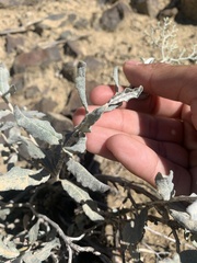 Eriogonum corymbosum