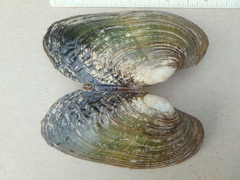 Lasmigona costata