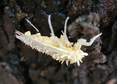 Akanthomyces aculeatus