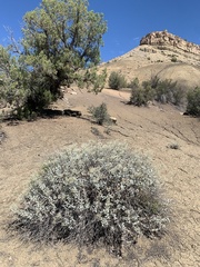 Eriogonum corymbosum