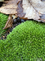Leucobryum glaucum