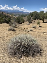 Eriogonum corymbosum