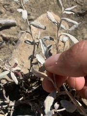 Eriogonum corymbosum