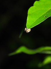 Eriovixia