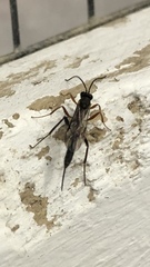 Pimpla