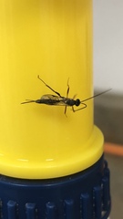 Pimpla