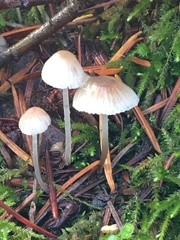 Roridomyces roridus