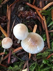 Roridomyces roridus