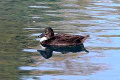 Anas platyrhynchos domesticus