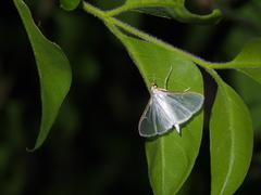 Palpita