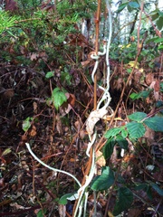 Aristolochia californica
