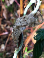 Aristolochia californica