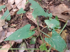 Centrosema sagittatum