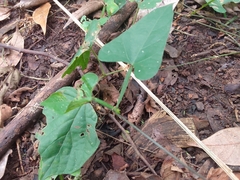 Centrosema sagittatum