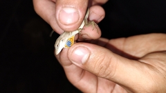 Anolis sericeus