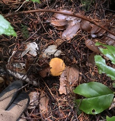 Cantharellus formosus