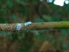 Sasajiscymnus parenthesis